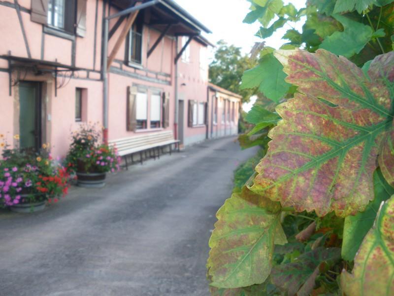 Gites & Camping On The Route Des Vins Bergheim Luaran gambar